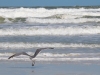 Seagull-Ocean-2_edited-1