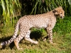 cheetah-cub-1