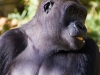 great-ape-3