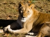 lion-2