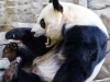 panda-3