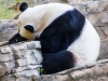 panda-5