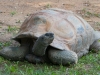 Aldabra Tortoise