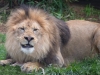 Lion #2
