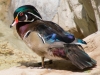 Woodchuck Duck