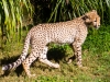 cheetah-cub-1