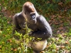 great-ape-1