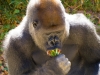 great-ape-2