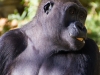 great-ape-3