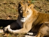 lion-2