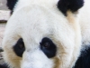 panda-2
