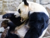 panda-3