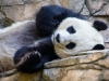 panda-4