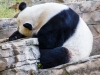 panda-5