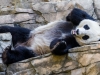 panda-7