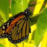 Nature Photography